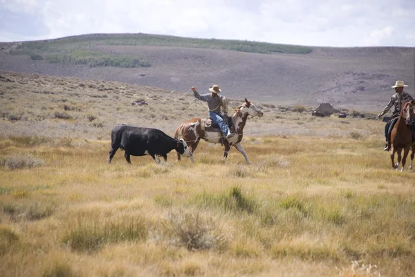 çekişmeler bir dönek