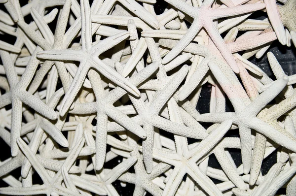 A Plethora of Starfish — Stock Photo, Image