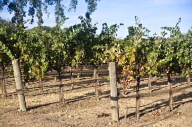 Yeni şaraplar için eski üzüm