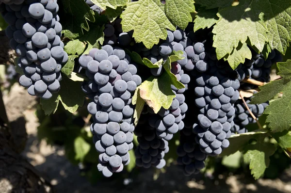 Uva vermelha madura em uma vinha — Fotografia de Stock