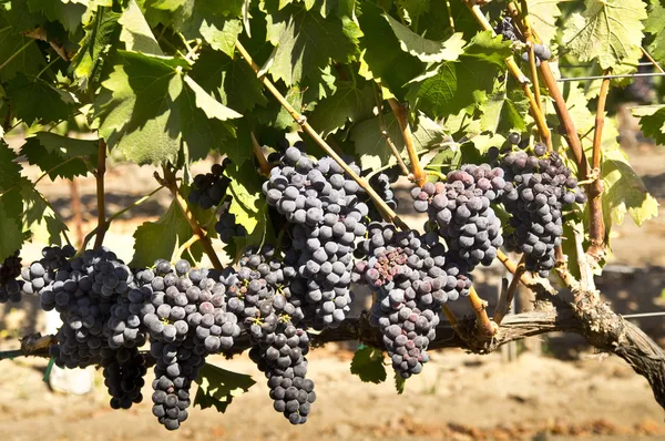 Röda druvor i en vingård — Stockfoto