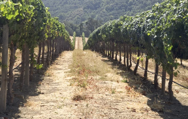 Dolci colline di vigneti — Foto Stock