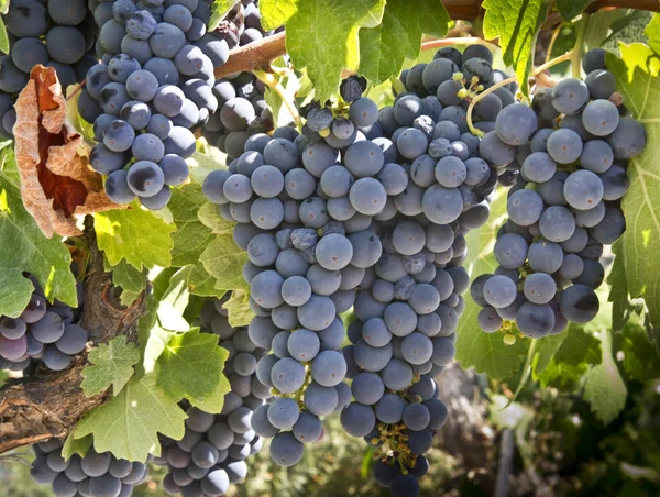 Uvas vermelhas na videira — Fotografia de Stock