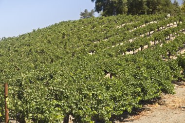 bir şarap, üzüm asmaları