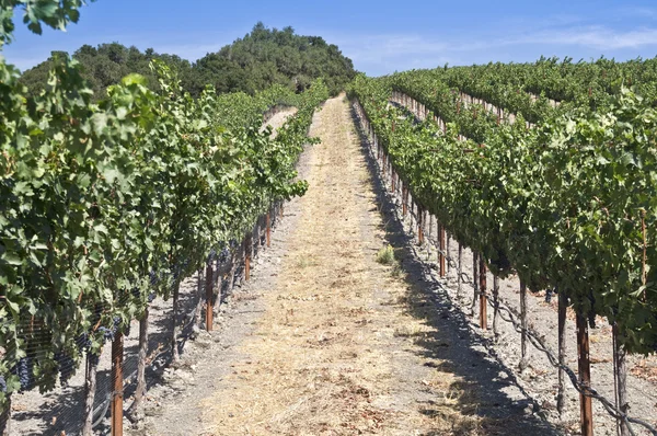 California Vineyard — Stock Photo, Image