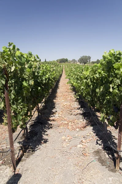 Kalifornské vinice — Stock fotografie