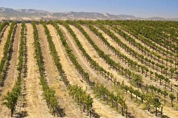 California Vineyard — Stock Photo, Image