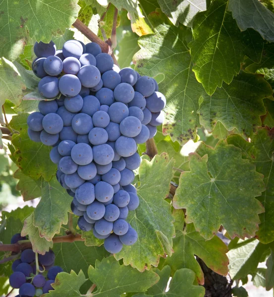 Vörös szőlő a szőlőn — Stock Fotó