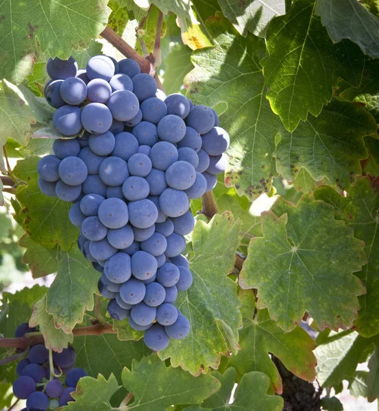 Raisins rouges sur la vigne — Photo