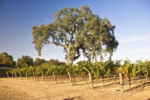 Vigneto della California — Foto Stock