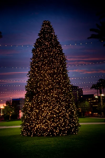 Christmas Tree at Daybreak — Stock Photo, Image