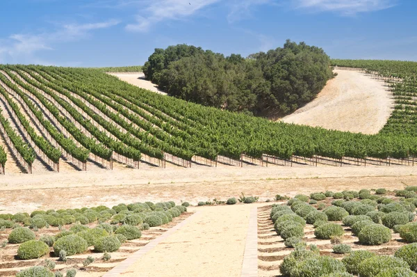 Il cuore della California Wine Country — Foto Stock
