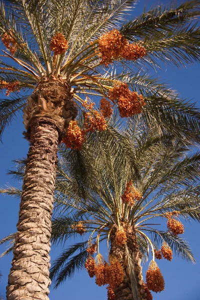 Datum auf den Palmen — Stockfoto