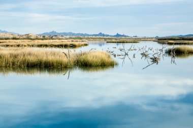 Mojave Çölü sulak