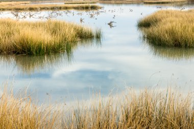 Benzersiz çöl ekosistemi