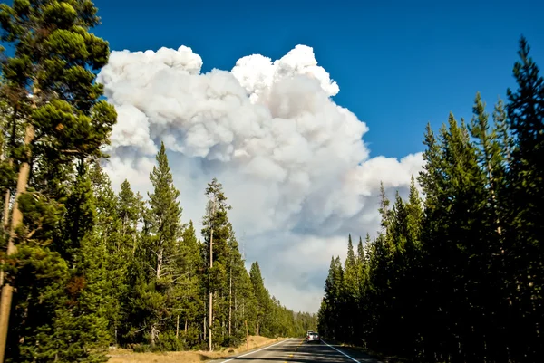 Incendie de forêt en avant — Photo