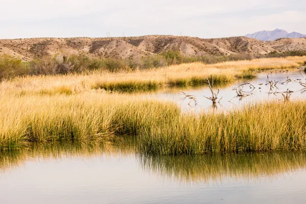 Unexoected Desrt Wetlands — Stockfoto