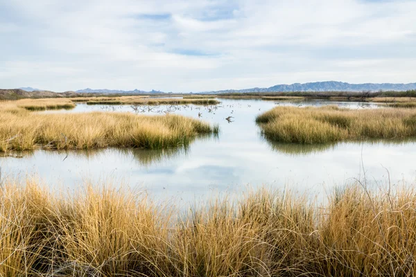 Arizona Wetlands Vista — Stock Photo, Image