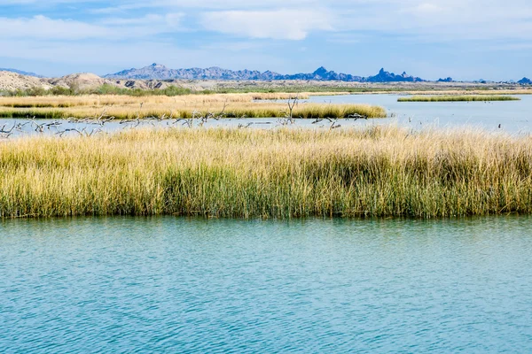 Wetlands Wildlife Refuge — Stock Photo, Image