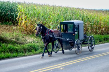 Amish Buggy