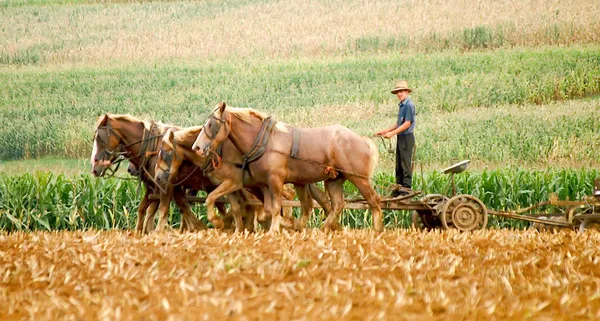 Amish Bauer und Pflugpferde — Stockfoto