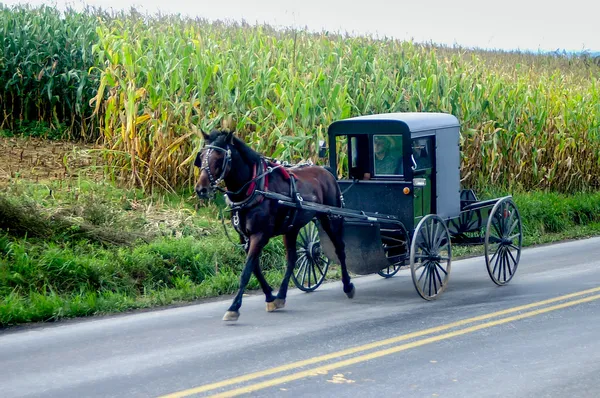 Buggy Amish — Fotografia de Stock