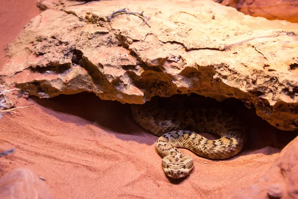 Таємний гримуча змія — стокове фото