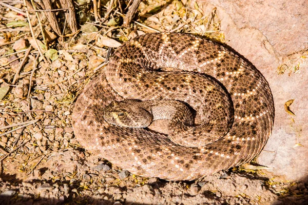 Serpent à sonnette du désert — Photo