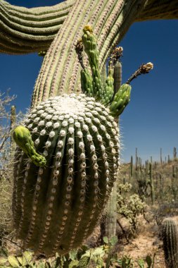 saguaro kaktüsü yakın çekim