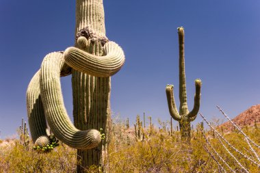 surrelaistic saguaro kaktüsü