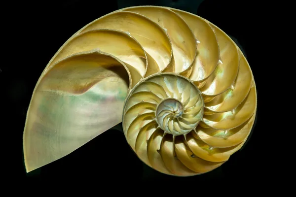 kesit nautilus deniz kabuğu