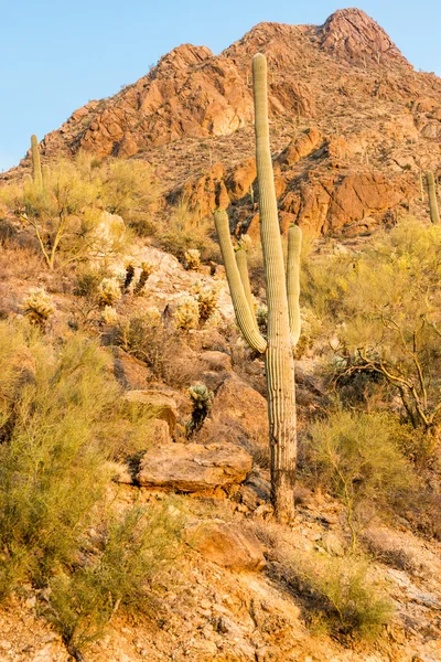 Saguaro Cactus no Deserto de Sonora — Fotografia de Stock