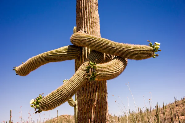 Saguaro kaktusz ölelő karok — Stock Fotó