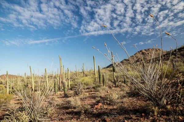 Paisagem do deserto de Sonoaran — Fotografia de Stock