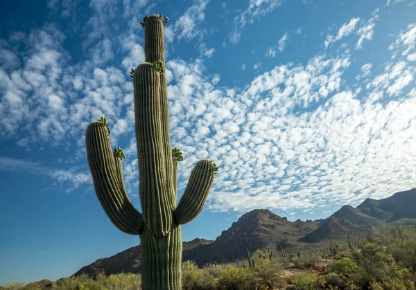 Vista du désert de Sonoran — Photo