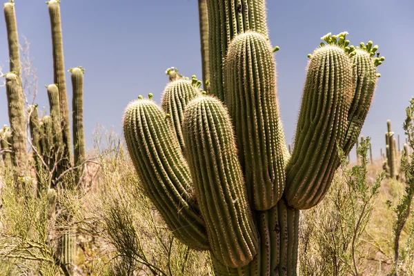 Zdrowe saguaro kaktus — Zdjęcie stockowe