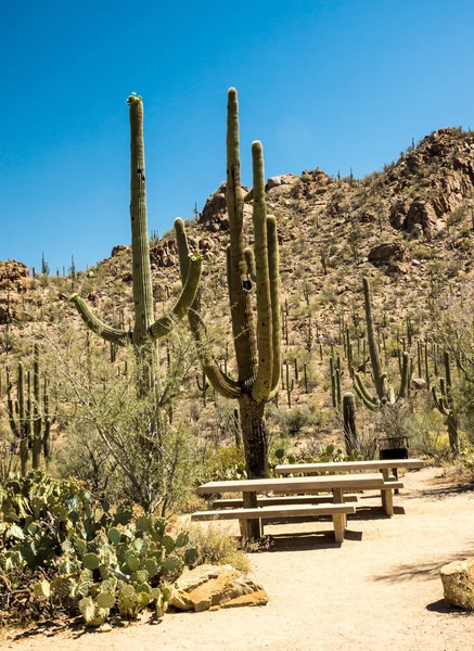 Lugar de picnic del desierto —  Fotos de Stock