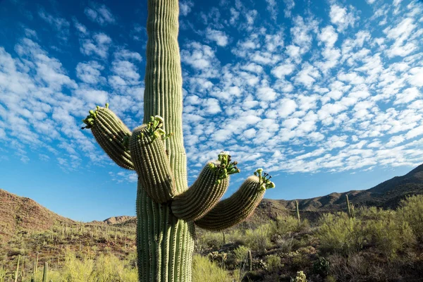 Iconic Southwest Desert Scene — Stock Photo, Image