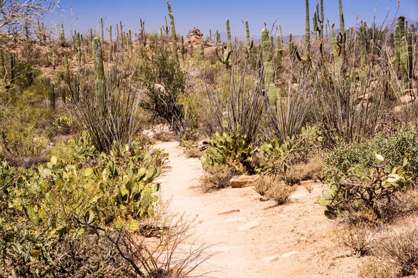 Trilha do deserto na primavera — Fotografia de Stock