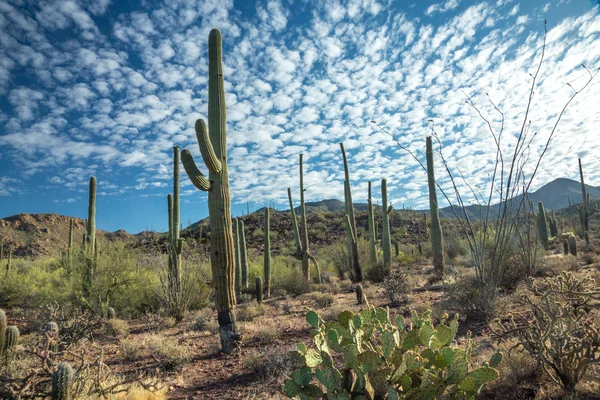 Parku Narodowego Saguaro wiosną — Zdjęcie stockowe