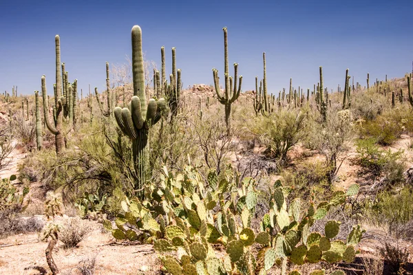 Sonoran sivatagban táj — Stock Fotó