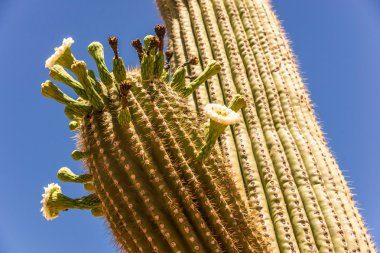 saguaro kaktüs çiçeği