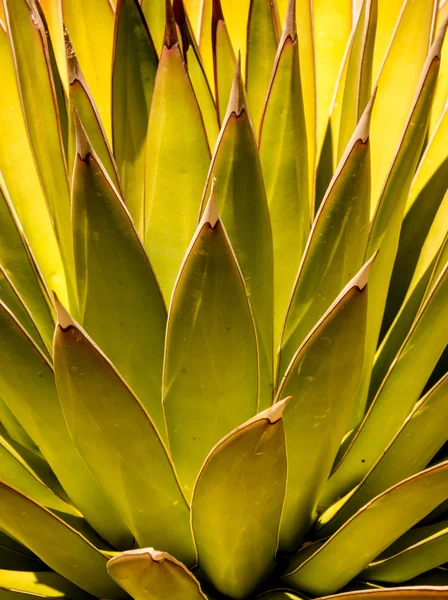 Projeto do deserto — Fotografia de Stock