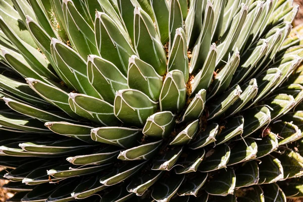 Queen Victoria Agave — Stock Photo, Image