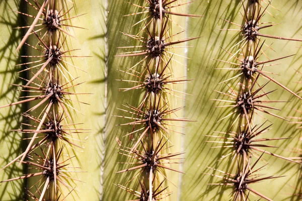 Spine di cactus di Saguaro — Foto Stock