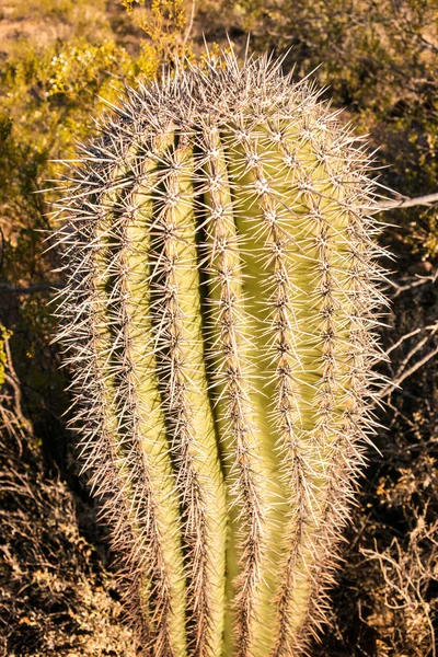 Cactus pericoloso — Foto Stock