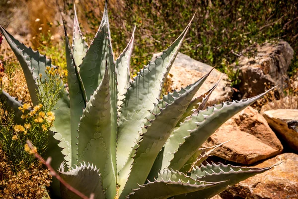 Pianta di agave con denti — Foto Stock