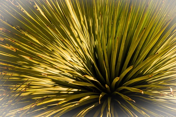 Desert Yucca — Stock Photo, Image