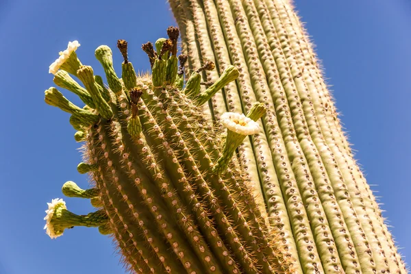 Saguaro Cactus Blossoms — Stock Photo, Image
