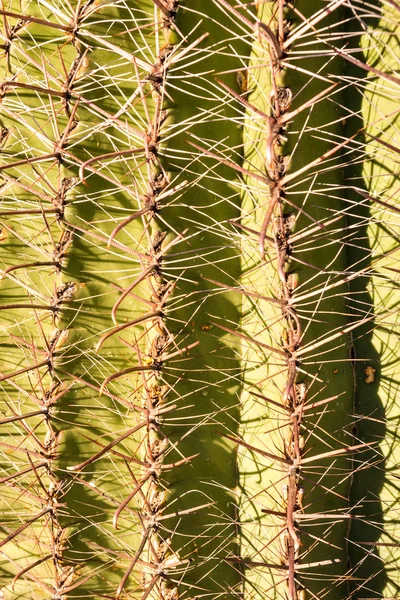 Cactus Spines Close Up — Stock Photo, Image